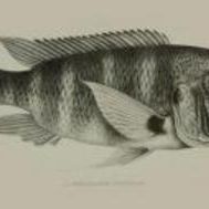 karl35