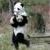 SuperPanda