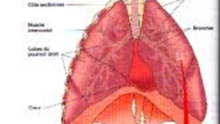 l'appareil respiratoire