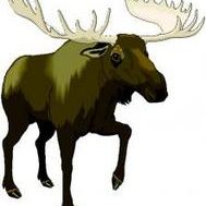 AuCoinDuMoose