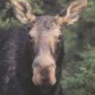 MooseCorner_2