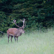 les chasseurs vosgiens