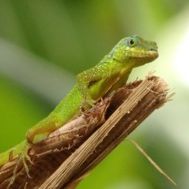 Fanion équipe 'Perle Verte