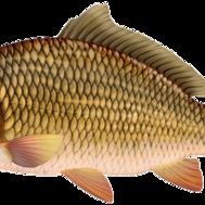 Fanion équipe 'carpe