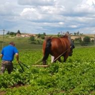 Fanion équipe '7collinesvertes