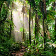 La Jungleeeeee